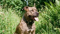 Slechte reputatie: 5 hondenrassen waarvoor mensen onterecht bang zijn