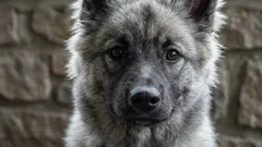 Mythes ontkracht: 9 hondenmythes waar je niet langer in moet geloven