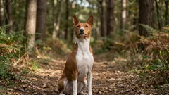 De stille types: 10 van de stilste hondenrassen die je buren niet gek maken met geblaf