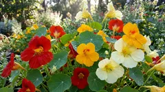 7 handige tips voor gezondere planten op je balkon en in je tuin