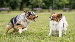 Reactieve hond aan de lijn? Dit stappenplan helpt zonder harde correcties