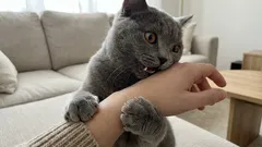 Daarom bijt je kat wanneer je hem aait – de signalen die je mist